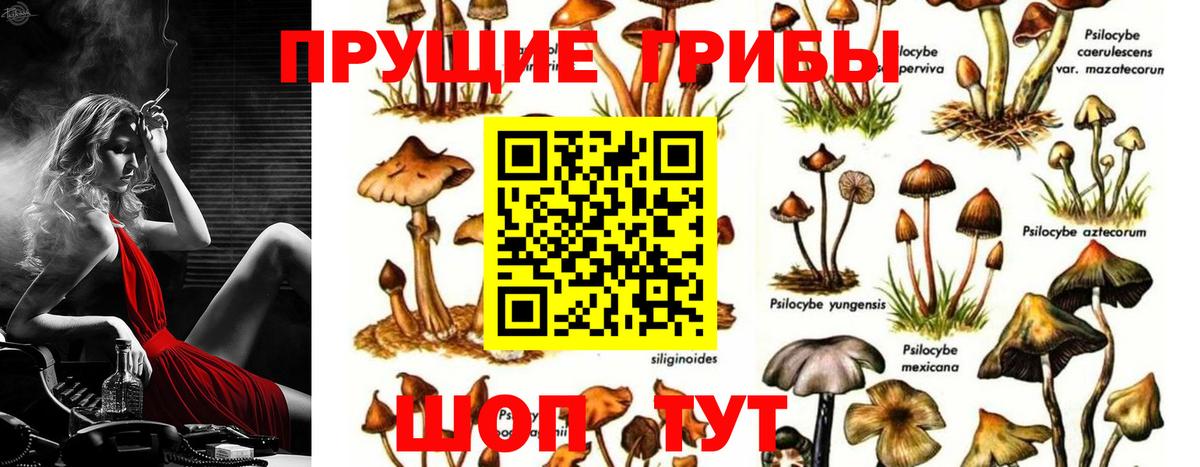 Псилоцибиновые грибы Cubensis  Вход с VPN  Мытищи  Псилоцибиновые грибы мухоморы 